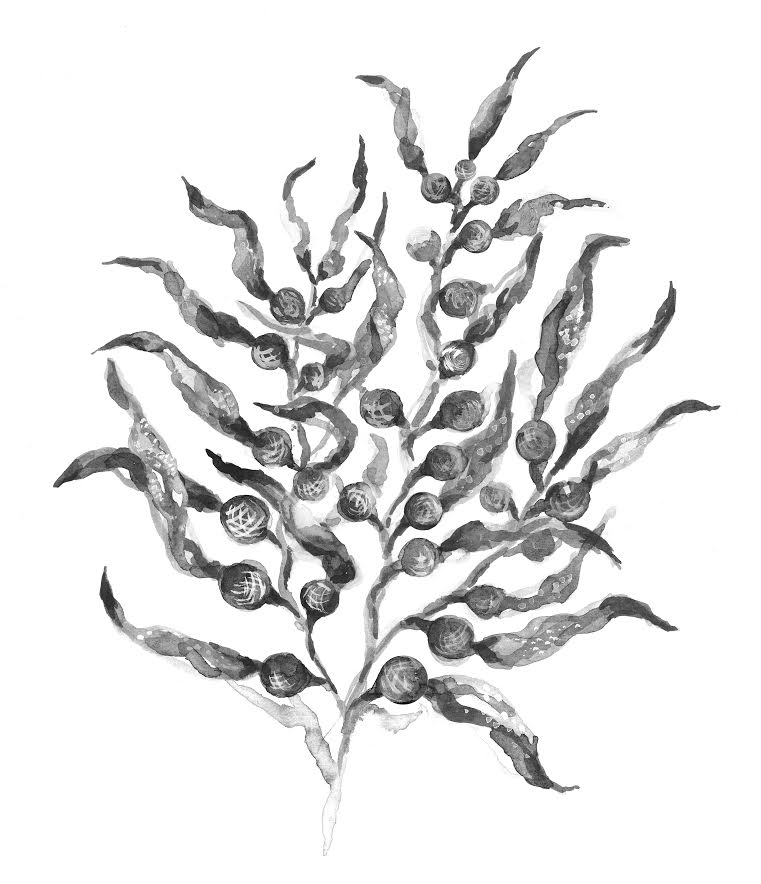 Seaweed - Carlijn Bakker